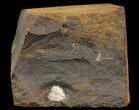 Unidentified Fossil Seed From North Dakota - Paleocene #65829-1
